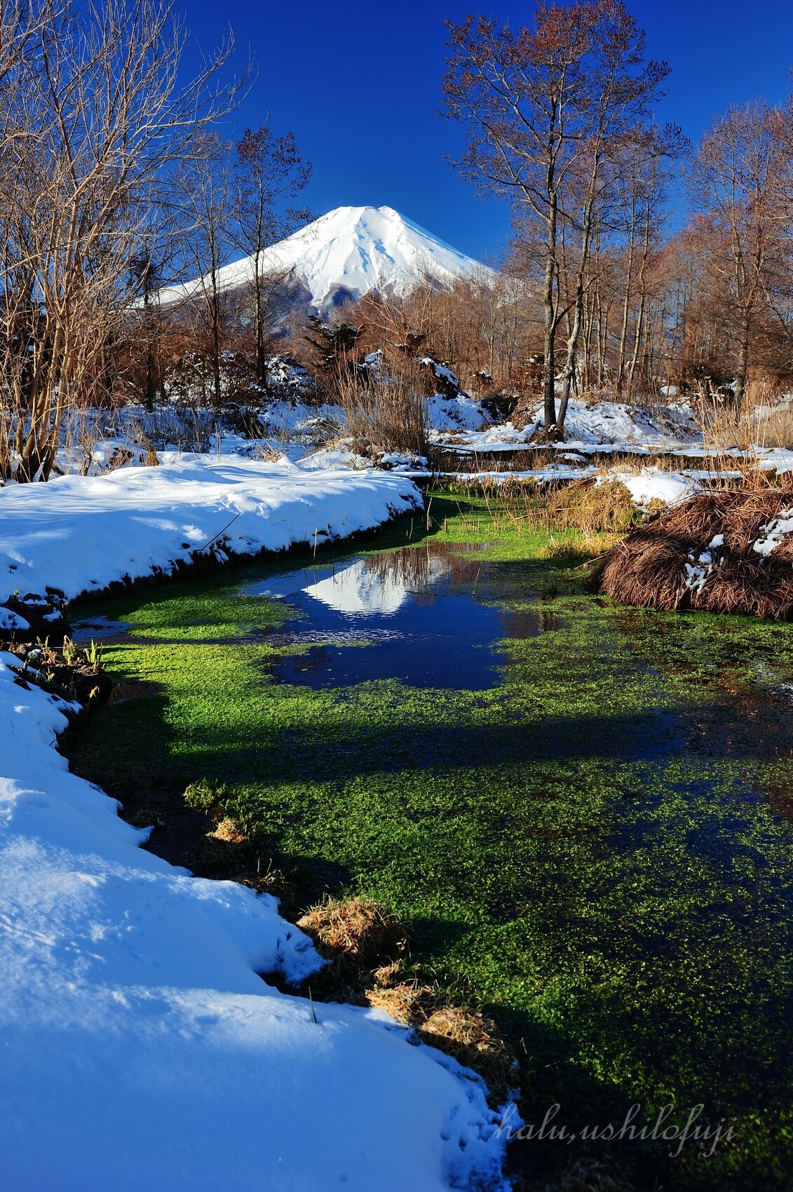 癒されり池