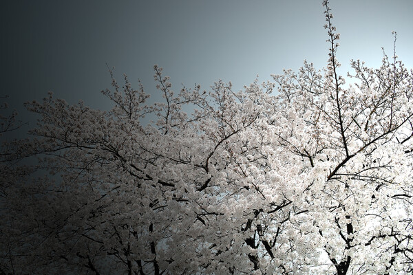 【おだやかに・・・春】桜