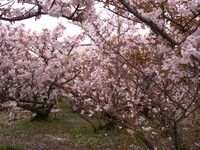 御室の桜（お多福桜）