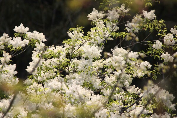 里山の白い花　Ⅱ