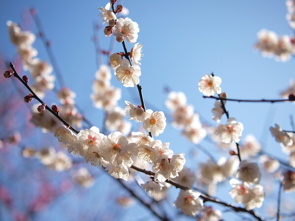 【自然】 晴れ渡る空に白い梅