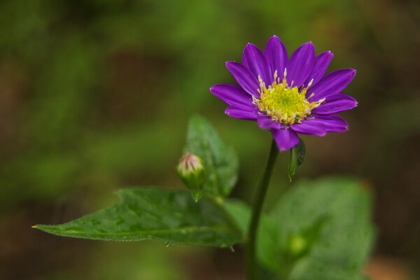 とても濃い紫の菊に似た花