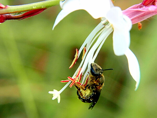 ガウラと蜂