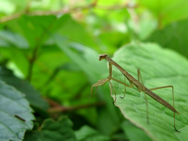 カマキリ