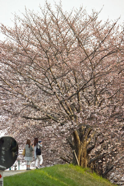 【縦画像】 始まり桜の頃