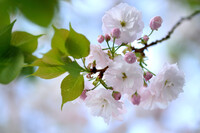 八重桜の季節