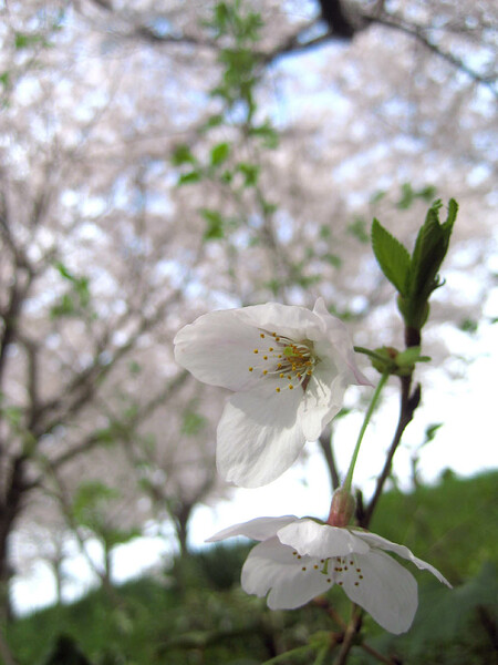【桜】満開、その下に咲く