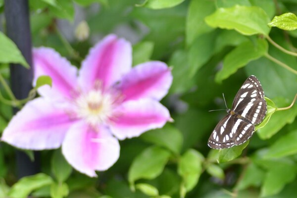 花見するコミスジ蝶