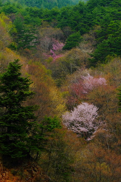 【彩】　山桜