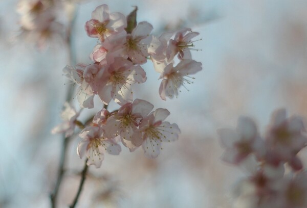 トリミングでマクロ桜