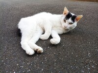可愛いやつ