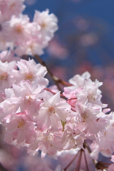 去りゆく桜