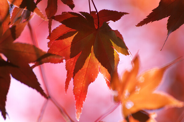 【絵のような】秋の影絵