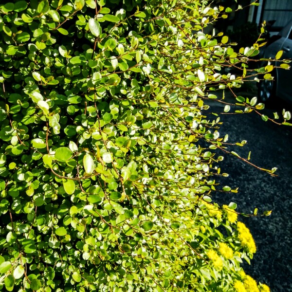 【散歩】緑の壁