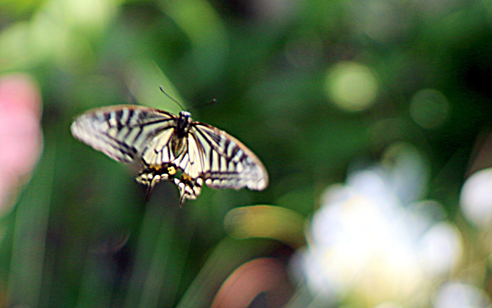 蝶の飛翔が撮れました。