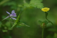 林床の野草たち