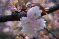 八重桜・・・