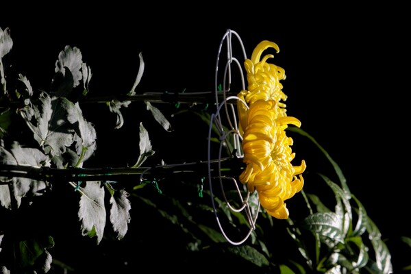 大輪菊の成長記録