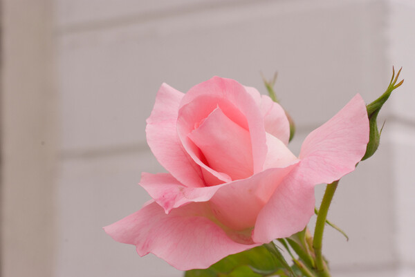 「植」ピンクのバラ