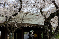 靖国神社の桜２
