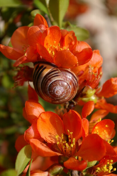 Snail and quince
