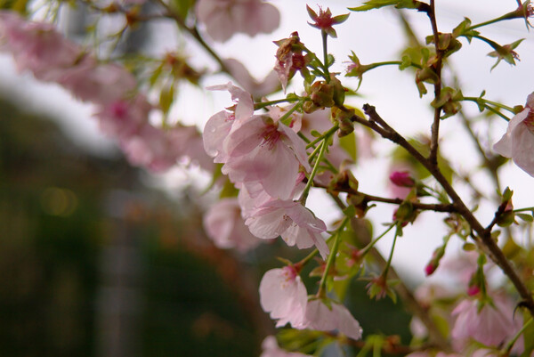 【桜】とても遅咲き