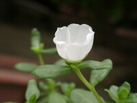ポーチュラカ-白花