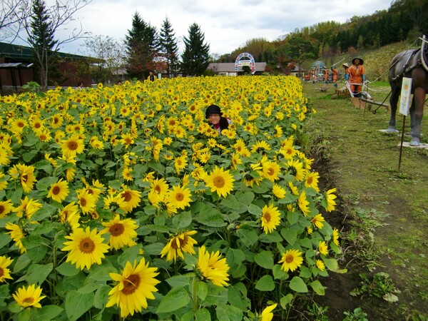 北海道のひまわり畑