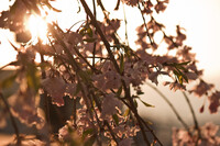 枝垂桜の夕暮れ