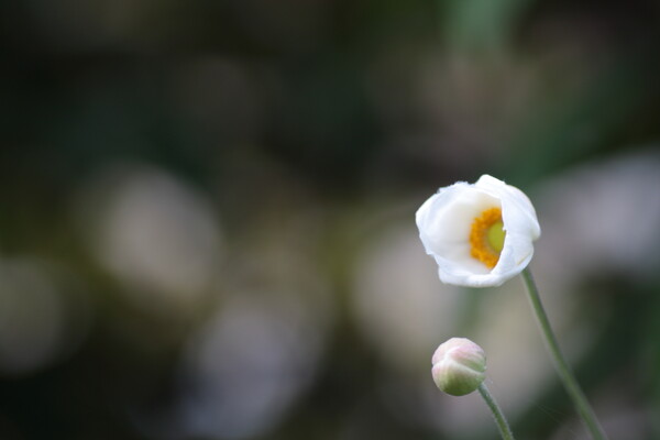 シュウメイギク（白花）