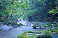 朝の渓流