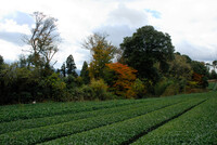 茶畑の秋
