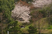 緑に桜