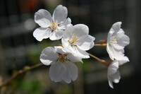 今日のeosの桜