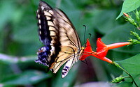 キアゲハ蝶のUP