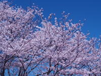 桜そしてオリンパスブルー