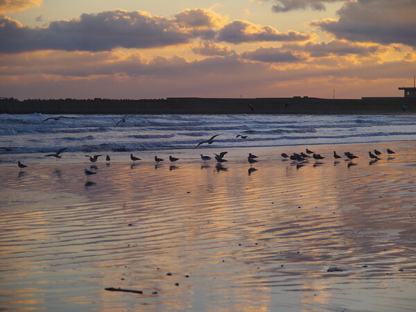 七色の砂浜にたたずむ海鳥