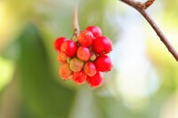 美男葛（びなんかずら）の鹿の子菓子