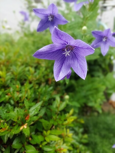 朝に咲く