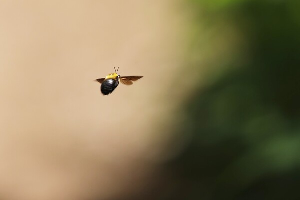 クマンバチの飛行