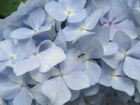 蟻と紫陽花