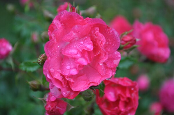 雨に濡れた薔薇♪