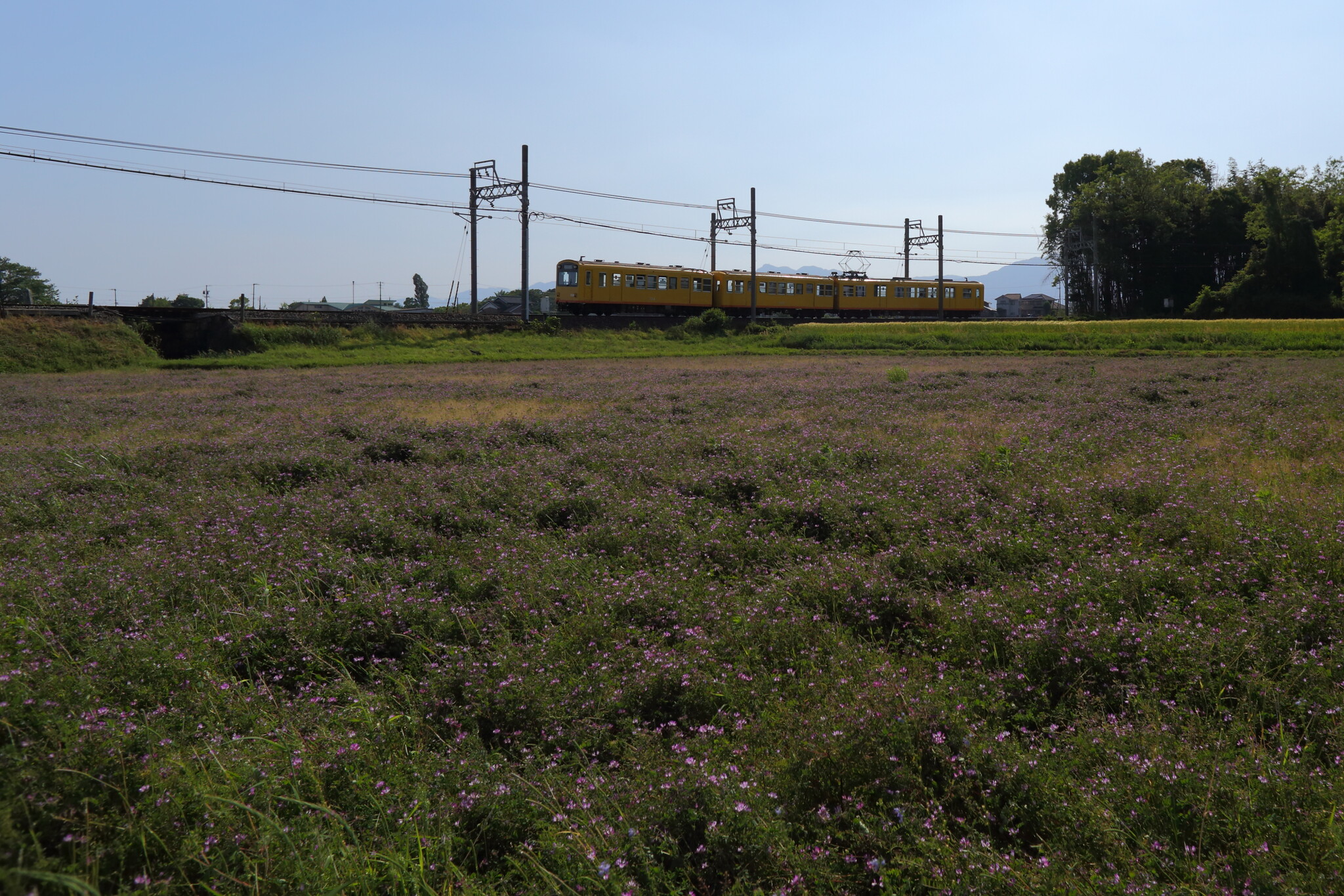 レンゲ畑と三岐鉄道