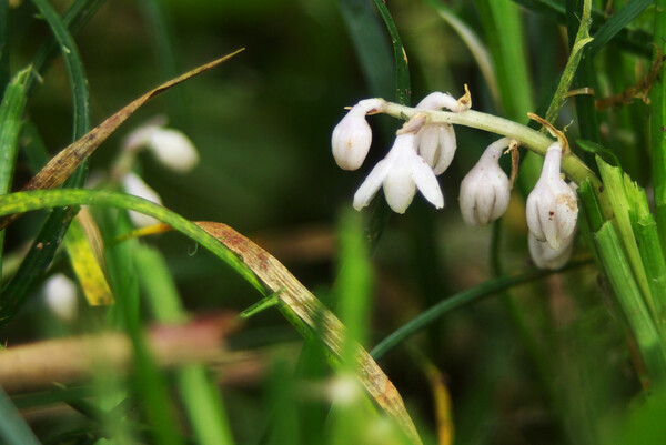【夏の涼】真っ白なリュウノヒゲの花