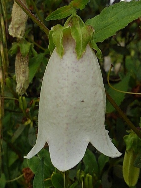 白いホタルブクロの花