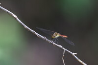 越後湯沢の山奥にて４