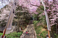 【おだやかに・・・春】 飯沼神社の石段桜