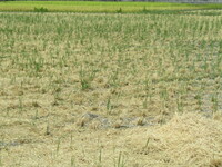 稲作も早収穫が始まりました
