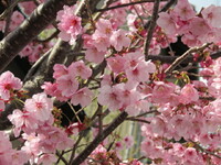 桜まであと６ヶ月ですか、、、