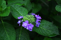 咲き始めの紫陽花を一枚